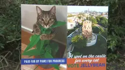Cats campaigning for Bike Path Mayor in Somerville