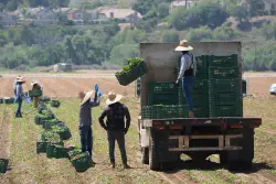 Trump Says, Once Again, That a ‘Temporary Pass’ for Undocumented Migrant Farm Laborers Is in the Works